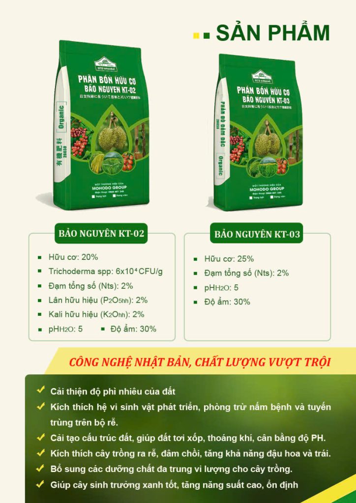 cây mít bị cháy lá