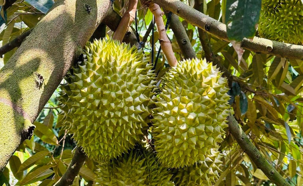 1 trái sầu riêng bao nhiêu kg?