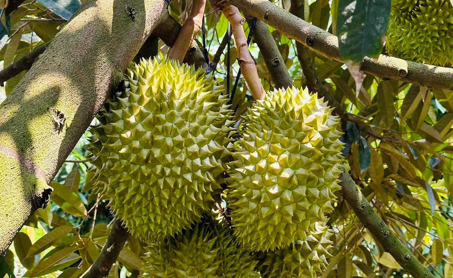 1 trái sầu riêng bao nhiêu Kg? Cân nặng, giá trị và dinh dưỡng