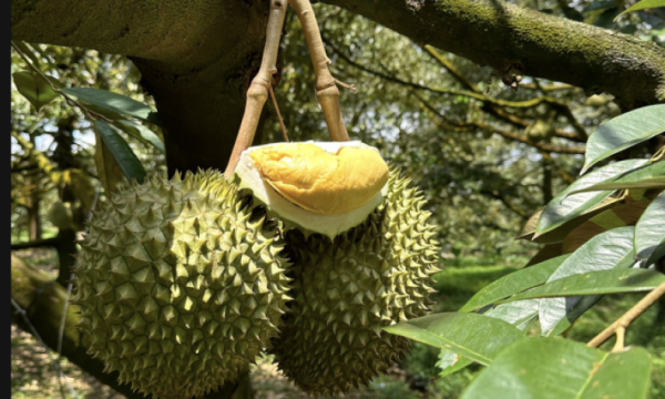 1 trái sầu riêng bao nhiêu kg?