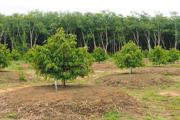 1ha trồng được bao nhiêu cây sầu riêng