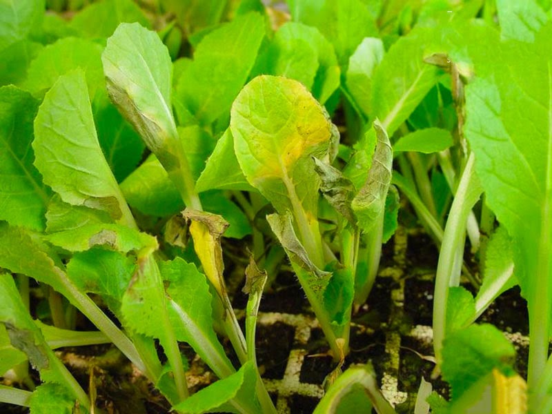 bệnh cháy lá trên rau cải