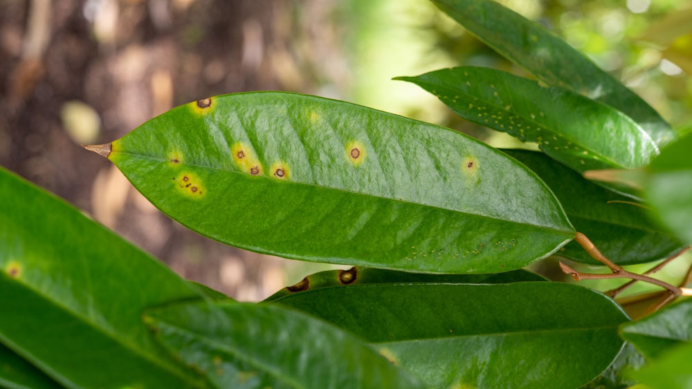 Bệnh đốm mắt cua trên cây sầu riêng