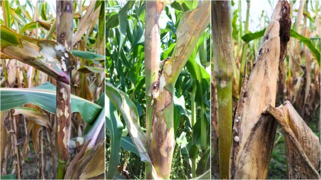 Nguyên nhân gây bệnh khô vằn trên cây ngô