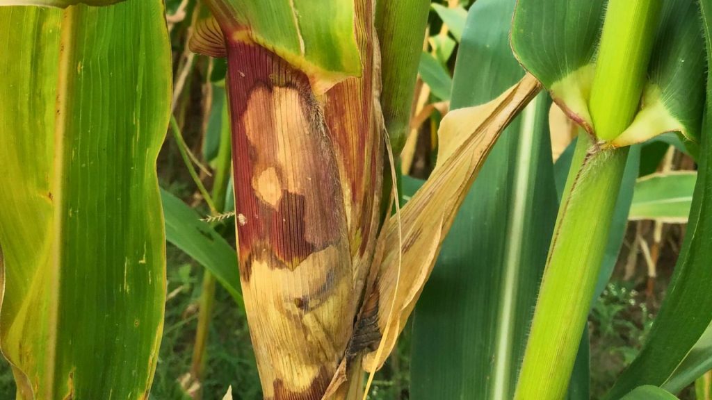 Bệnh khô vằn trên cây ngô là gì?