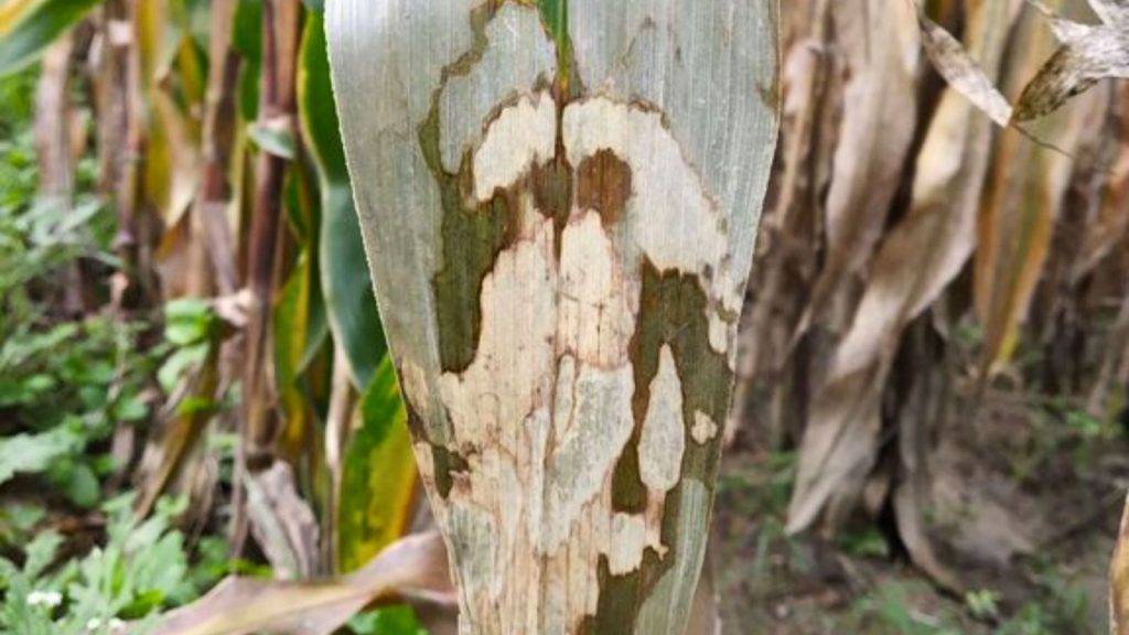 bệnh khô vằn trên cây ngô