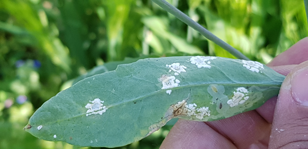 Những bệnh thường gặp trên rau muống