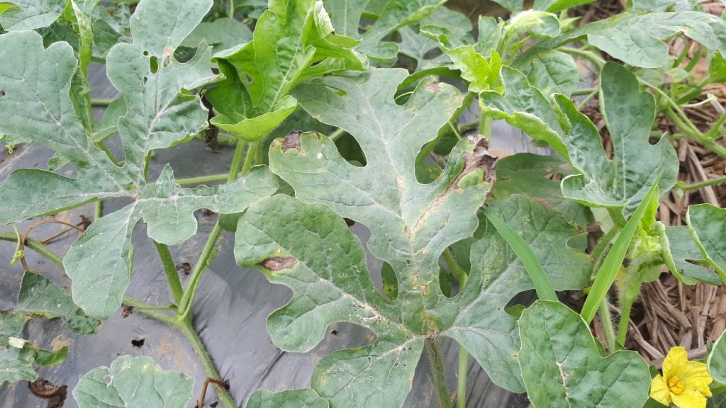 Sương mai là gì là gì?