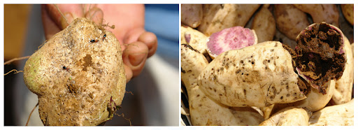 Bọ hà hại khoai lang