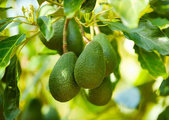 Cách làm cây bơ ra quả - Kỹ thuật chăm sóc đột phá