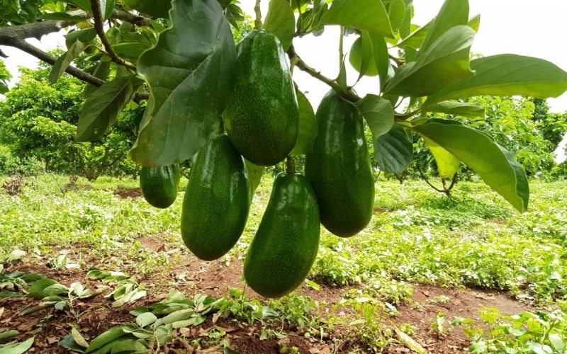 Bí quyết vàng: Cách làm cho cây bơ ra quả bội thu và ổn định