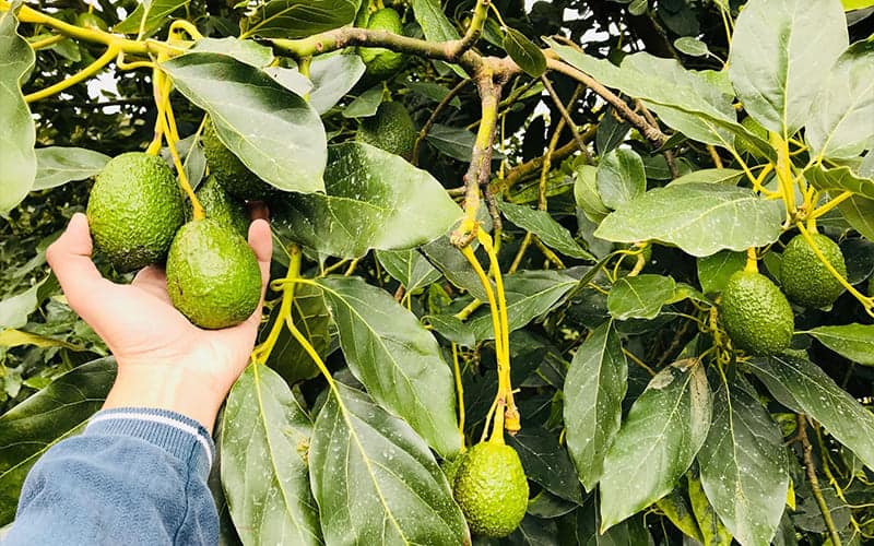 Cách làm cho cây bơ ra quả