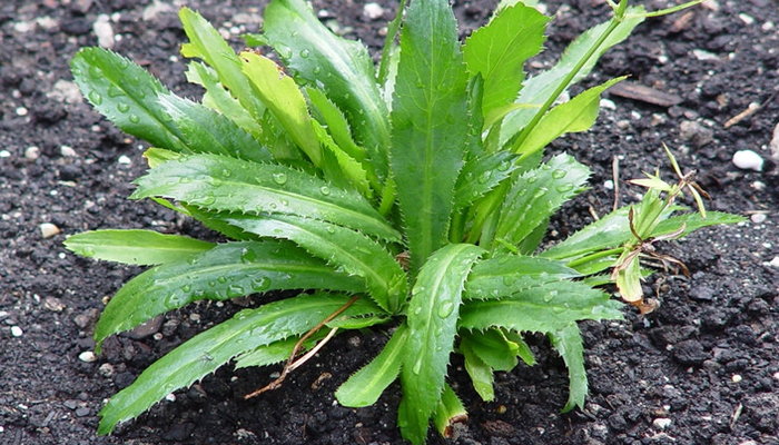 cách trồng cây ngò gai