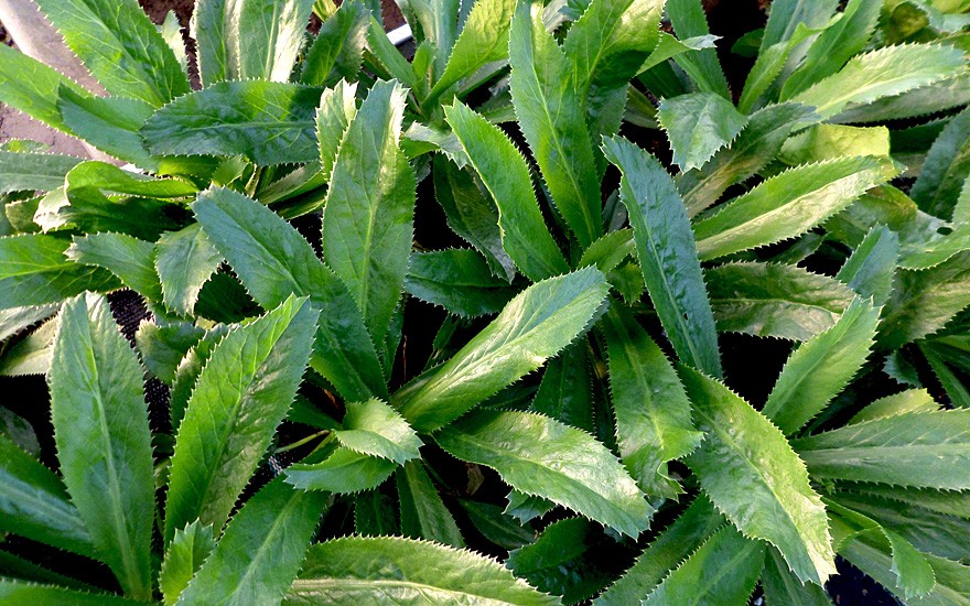 Hướng dẫn cách trồng cây ngò gai