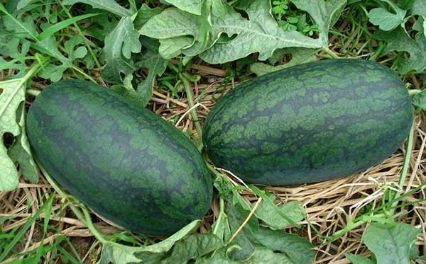 Giải pháp toàn diện khắc phục tình trạng vàng lá trên cây dưa hấu