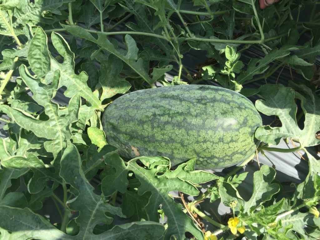 Dấu hiệu nhận biết sớm cây dưa hấu bị vàng lá