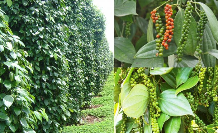 Cách chăm sóc cây hồ tiêu