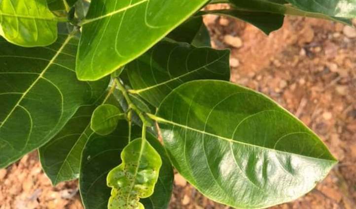 Cách khắc phục tình trạng cây mít bị cháy lá hiệu quả