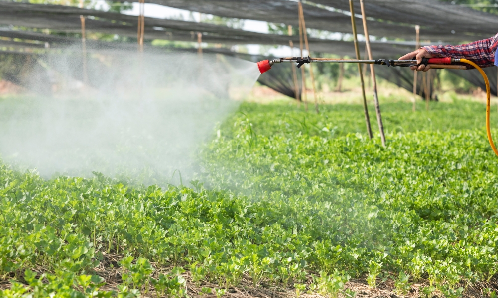 Phân bón lá là gì?