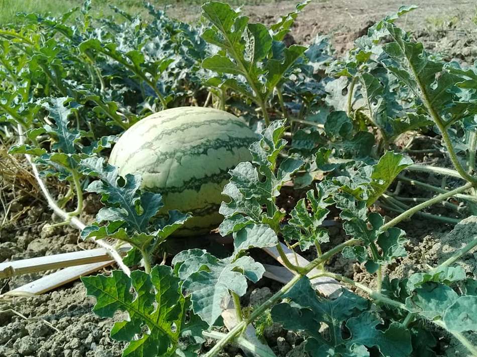 Cây dưa hấu bị vàng lá: Nguyên nhân và giải pháp hiệu quả nhất