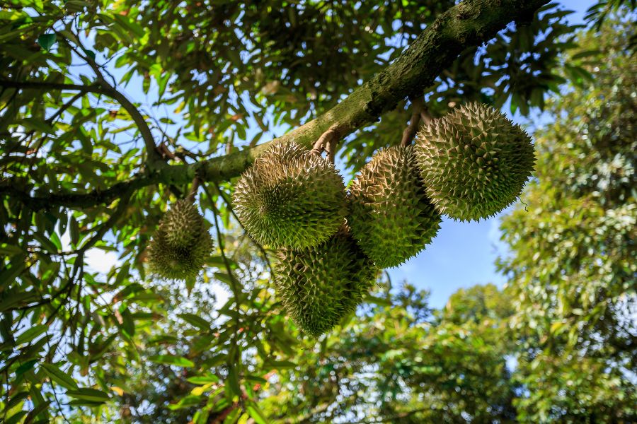 Các giống sầu riêng phổ biến