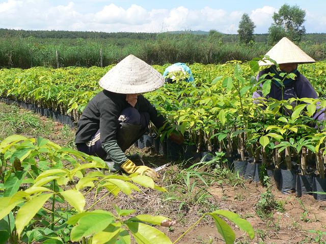 Quy trình bón phân cho cây cao su theo từng giai đoạn