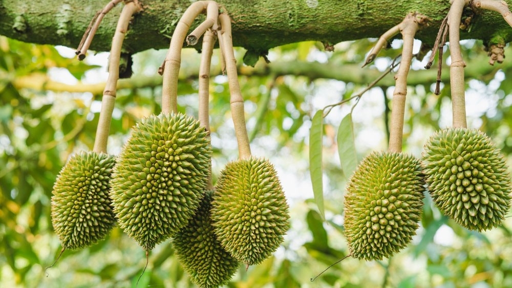 Phòng trừ sâu bệnh hại trên cây sầu riêng