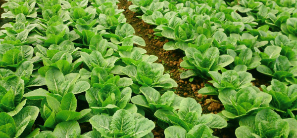 Phân bón hữu cơ vi sinh cho cây rau màu