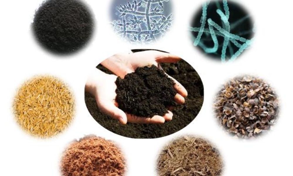 Liều lượng và thời điểm bón phân hữu cơ vi sinh