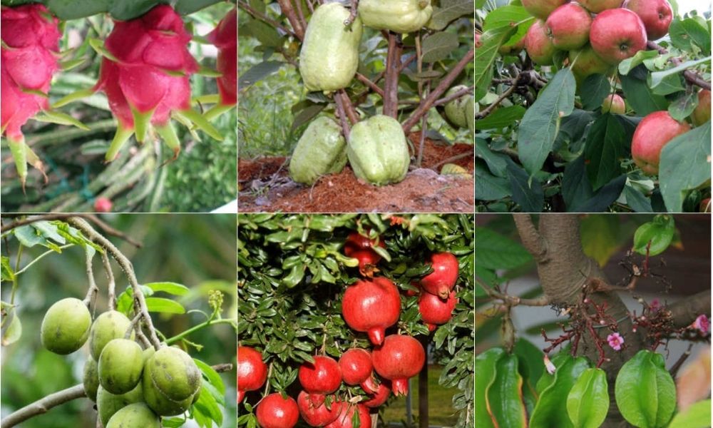 Phân bón hữu cơ vi sinh cho cây ăn trái