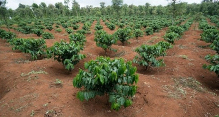 Những điều cần ghi nhớ khi sử dụng phân bón hữu cơ vi sinh cho cà phê