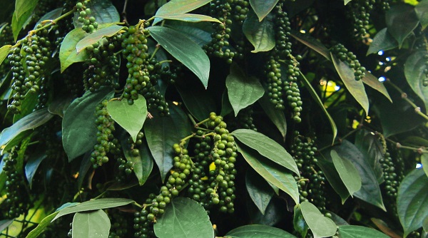 phân bón hữu cơ vi sinh cho hồ tiêu hiệu quả