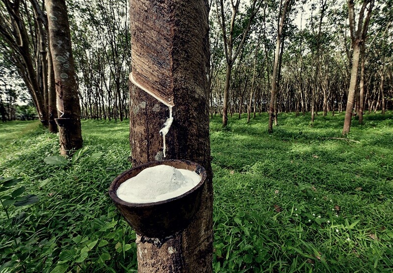 Thực trạng về cây cao su