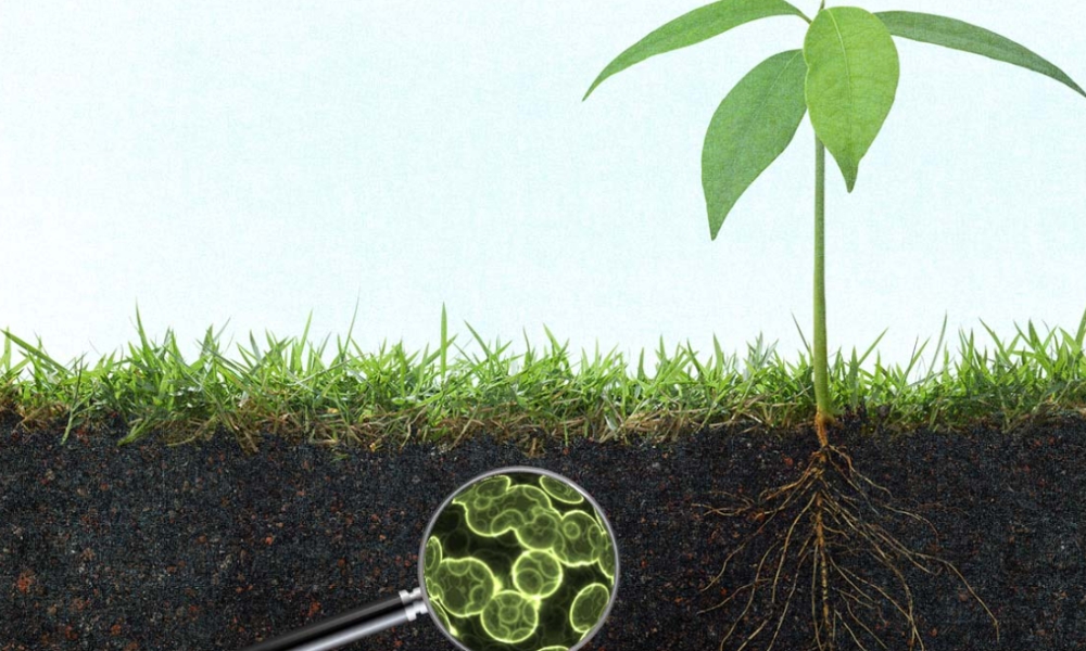 Vai trò của vi sinh vật trong phân bón hữu cơ vi sinh