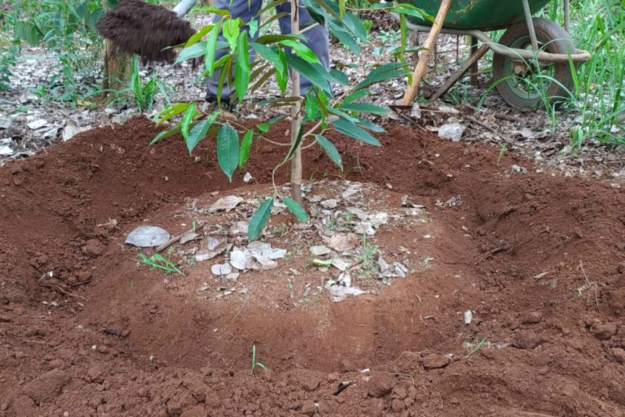 bón phân sầu riêng