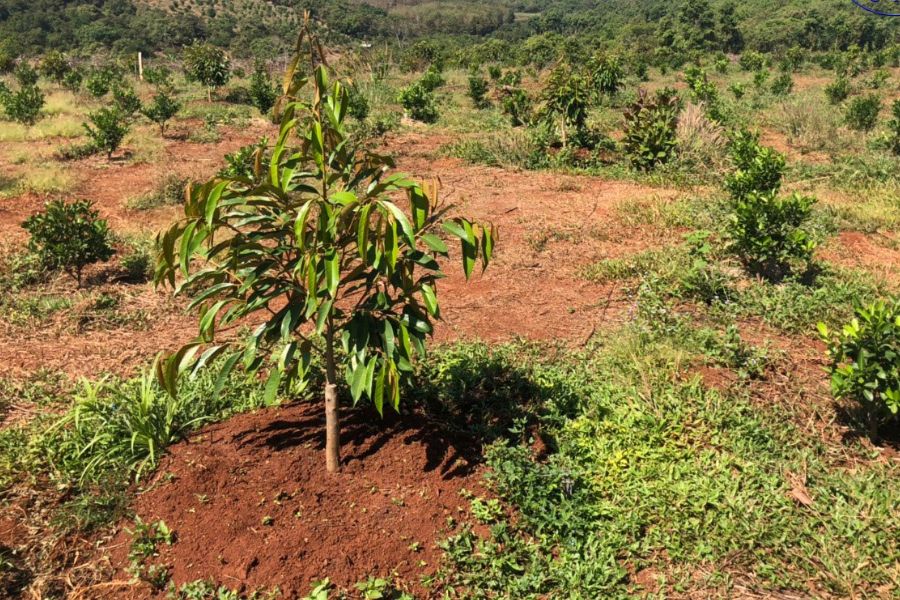 bón phân sầu riêng