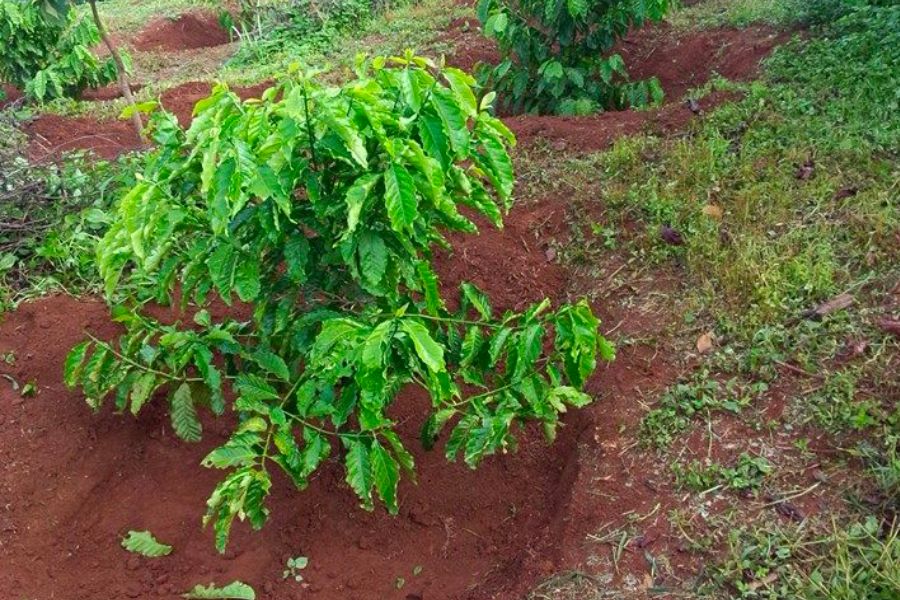 bón phân cho cây cà phê mới trồng