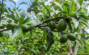 Giải pháp cây trồng cây bơ hiệu quả