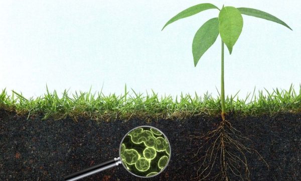 Phân bón hữu cơ vi sinh ưu điểm hạn chế