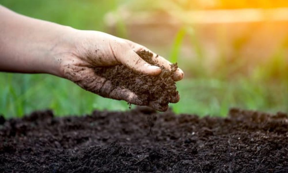 Sai lầm thường gặp khi dùng phân bón hữu cơ vi sinh