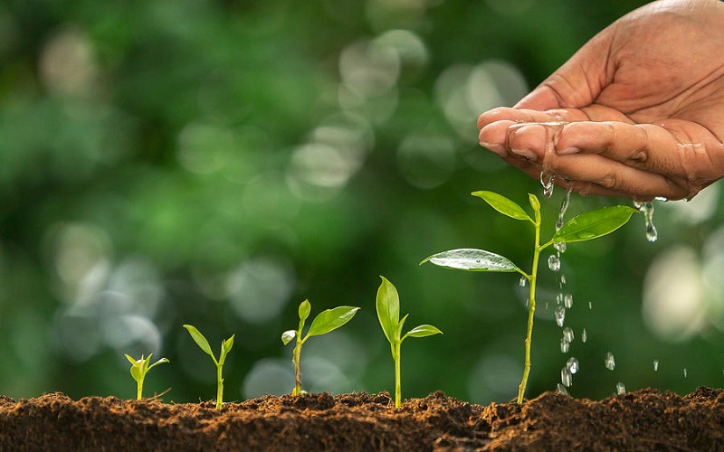 Sai lầm thường gặp khi dùng phân bón hữu cơ vi sinh